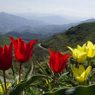 Tulipa sosnowski & florenskyi